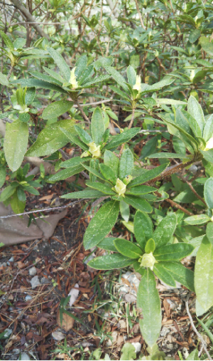 13JUNコバノツツジ 13JUNコバノツツジ